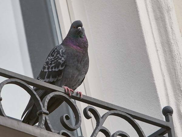 ドライヤーを持って窓から手を伸ばす男性　そこにいたのは？　「涙が出た」