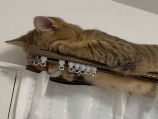 隠れたつもりの猫に、１９万人が悶絶！　周囲をメロメロにした『３枚』がこちら