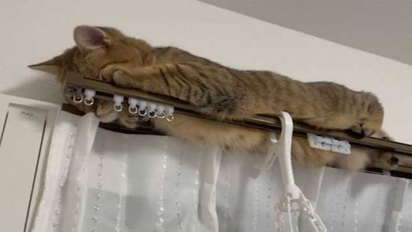 隠れたつもりの猫に、１９万人が悶絶！　周囲をメロメロにした『３枚』がこちら