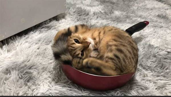 隠れたつもりの猫に、１９万人が悶絶！　周囲をメロメロにした『３枚』がこちら