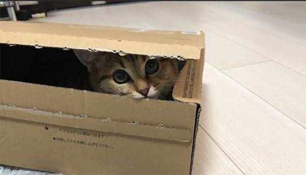 隠れたつもりの猫に、１９万人が悶絶！　周囲をメロメロにした『３枚』がこちら