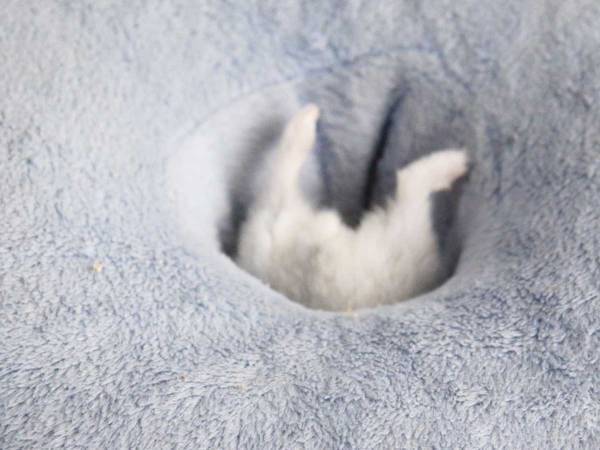 「吸い込まれていきました」　ハムスターの『３コマ劇場』に吹き出す