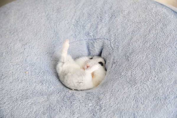 「吸い込まれていきました」　ハムスターの『３コマ劇場』に吹き出す