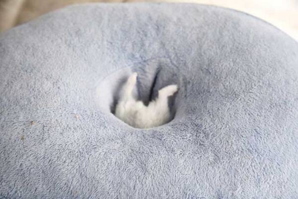 「吸い込まれていきました」　ハムスターの『３コマ劇場』に吹き出す