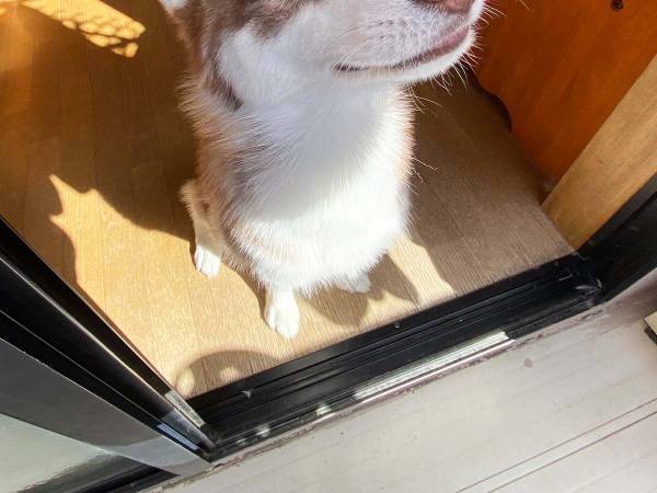 『何か』を感じ取るハスキーに反響　「最高の表情」「想像が膨らむ」