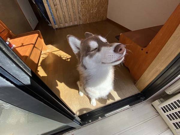 『何か』を感じ取るハスキーに反響　「最高の表情」「想像が膨らむ」