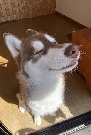 『何か』を感じ取るハスキーに反響　「最高の表情」「想像が膨らむ」