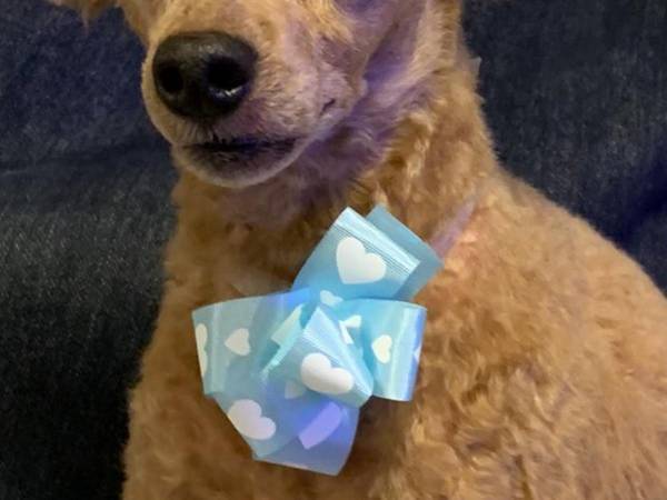 トリミング後、驚きの姿に　飼い主も困惑した姿がこちら！