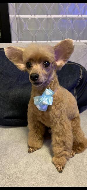 トリミング後、驚きの姿に　飼い主も困惑した姿がこちら！