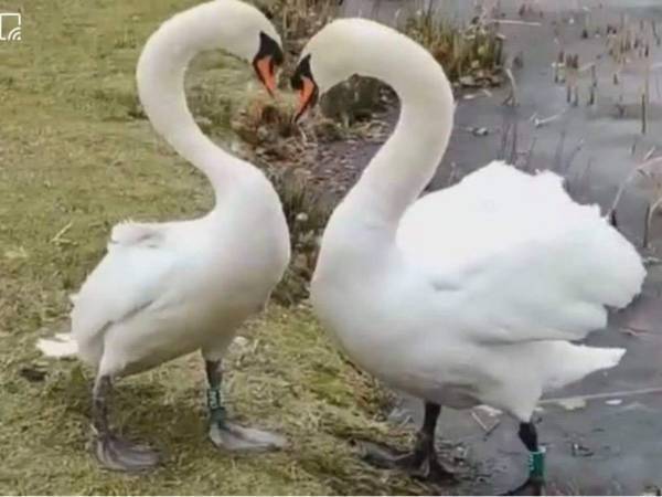 バレンタインデーに再会した白鳥のカップル　すると…素敵な奇跡が起きた