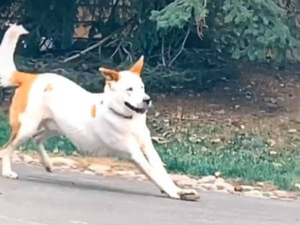 『あるもの』で遊ぶ犬の動画に１７０万『いいね！』　「かわいい」「最高」