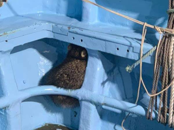 魚を盗みにきたタヌキ　人間に見つかり、とっさに？　「愛おしすぎる」