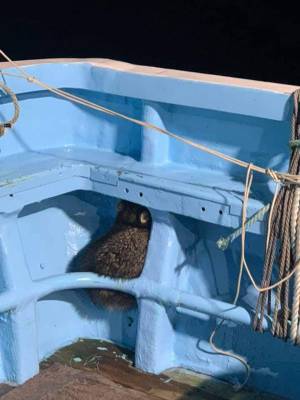 魚を盗みにきたタヌキ　人間に見つかり、とっさに？　「愛おしすぎる」