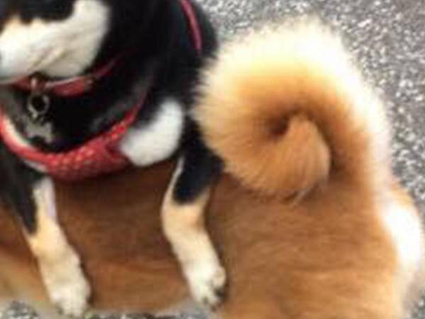 散歩中にひと休みする柴犬　その場所が…？