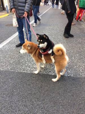 散歩中にひと休みする柴犬　その場所が…？