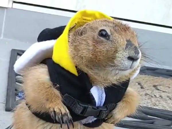 散歩へ行きたいプレーリードッグ　数分後の姿に、ツッコミの嵐！