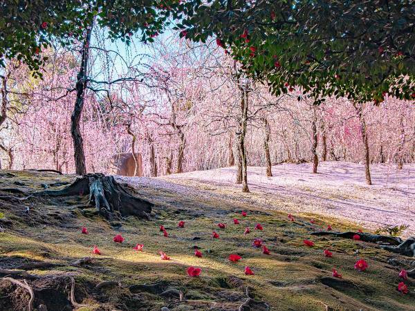 桃源郷は実在した　梅が咲き誇る『京都城南宮』が想像以上の美しさ