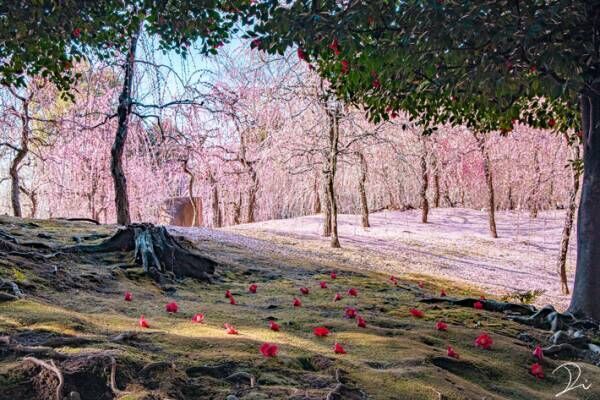 桃源郷は実在した　梅が咲き誇る『京都城南宮』が想像以上の美しさ