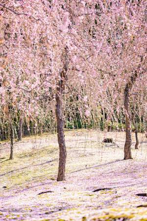 桃源郷は実在した　梅が咲き誇る『京都城南宮』が想像以上の美しさ