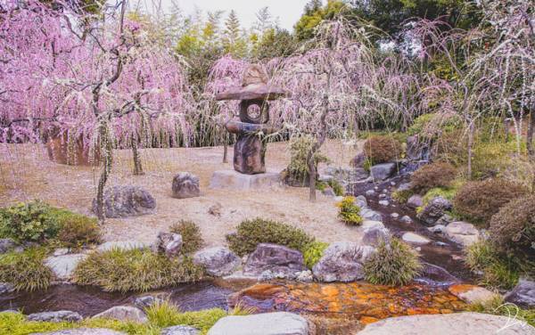 桃源郷は実在した　梅が咲き誇る『京都城南宮』が想像以上の美しさ