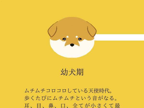 【結論】どの時も犬は最高にかわいい…意味が分かる『４枚』を、ご覧ください