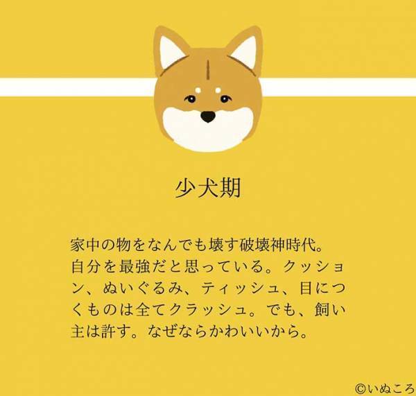 【結論】どの時も犬は最高にかわいい…意味が分かる『４枚』を、ご覧ください