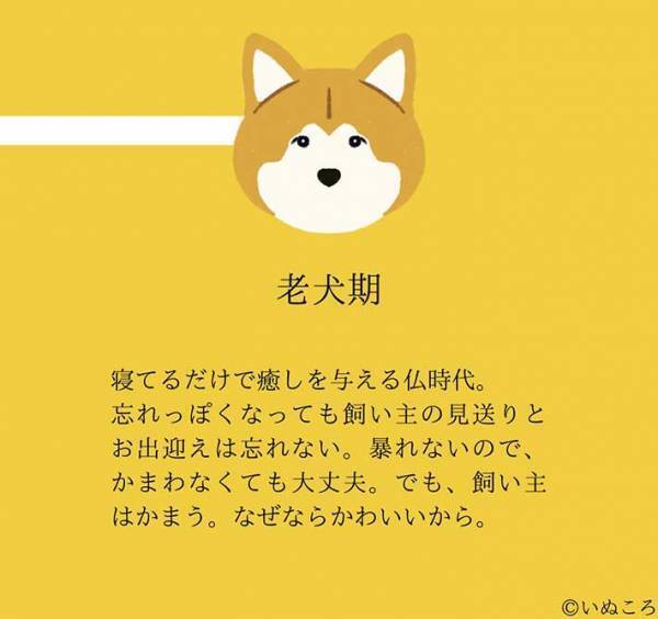 【結論】どの時も犬は最高にかわいい…意味が分かる『４枚』を、ご覧ください