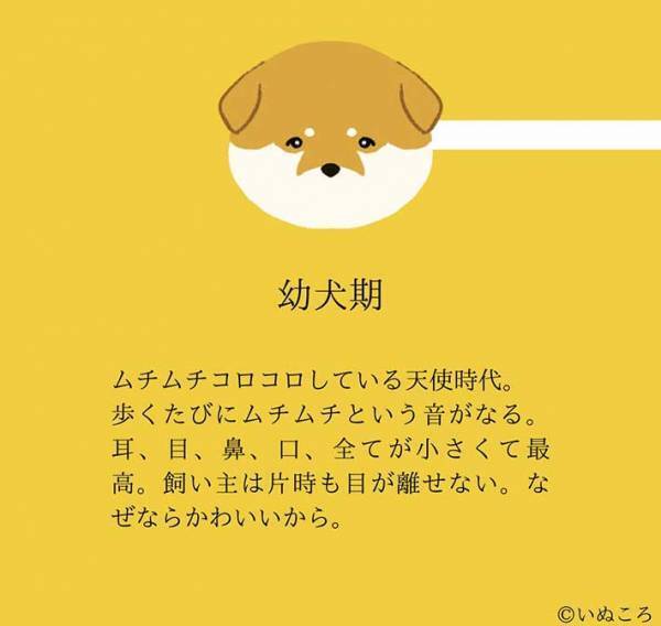 【結論】どの時も犬は最高にかわいい…意味が分かる『４枚』を、ご覧ください