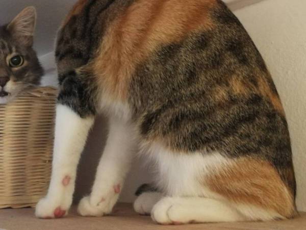 遊んでいる猫の姿を撮ったら…？　撮れた１枚に困惑する人が続出