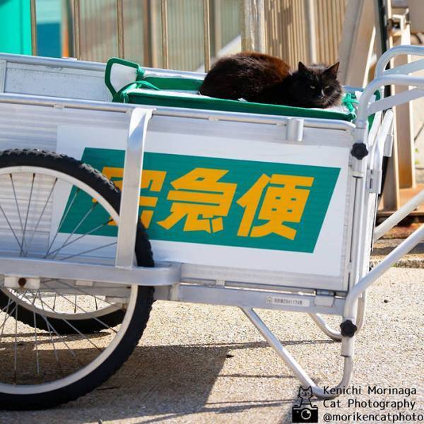 クロネコヤマトの台車の上にいたのは…　「これぞまさに」「休んでた？」の声