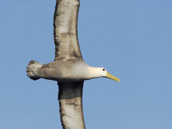 爆笑まで３．２．１…　着陸失敗のアホウドリに「コントかよ」