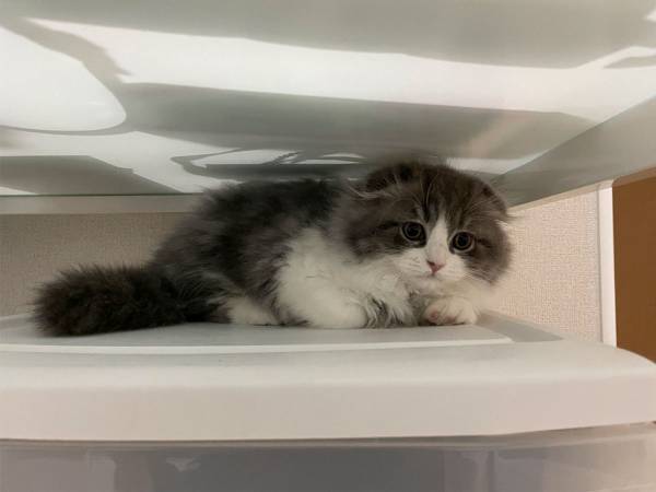 かくれんぼをしていた子猫　見つけた飼い主と目が合った結果…？