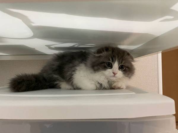 かくれんぼをしていた子猫　見つけた飼い主と目が合った結果…？