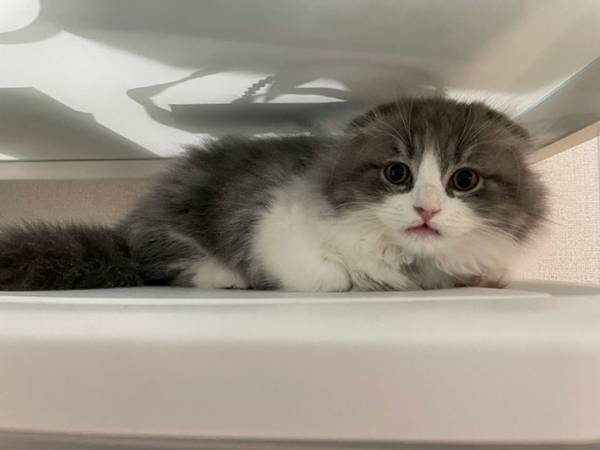 かくれんぼをしていた子猫　見つけた飼い主と目が合った結果…？