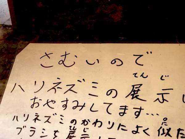 ハリネズミを見に行ったら…？　展示されていた『代役』に笑いが止まらない！