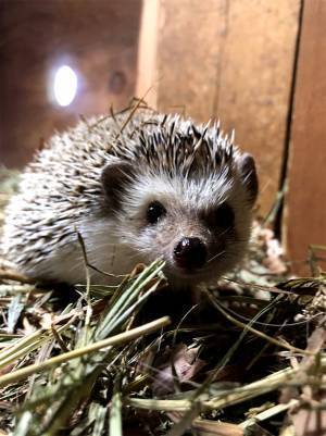 ハリネズミを見に行ったら…？　展示されていた『代役』に笑いが止まらない！