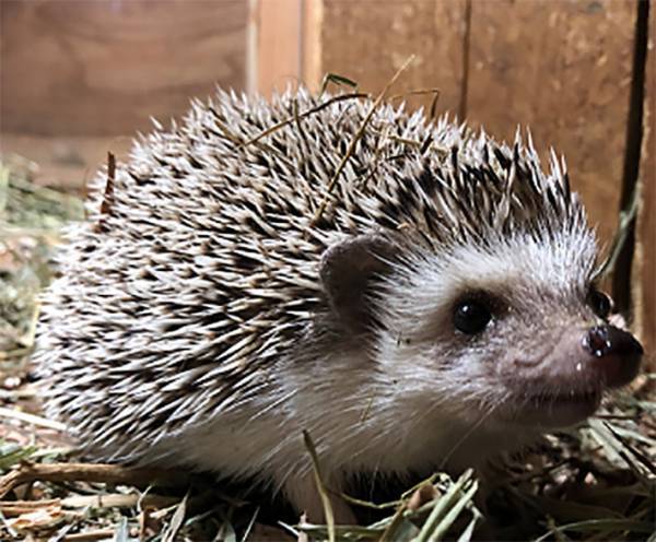 ハリネズミを見に行ったら…？　展示されていた『代役』に笑いが止まらない！