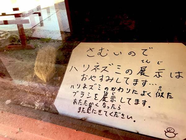 ハリネズミを見に行ったら…？　展示されていた『代役』に笑いが止まらない！
