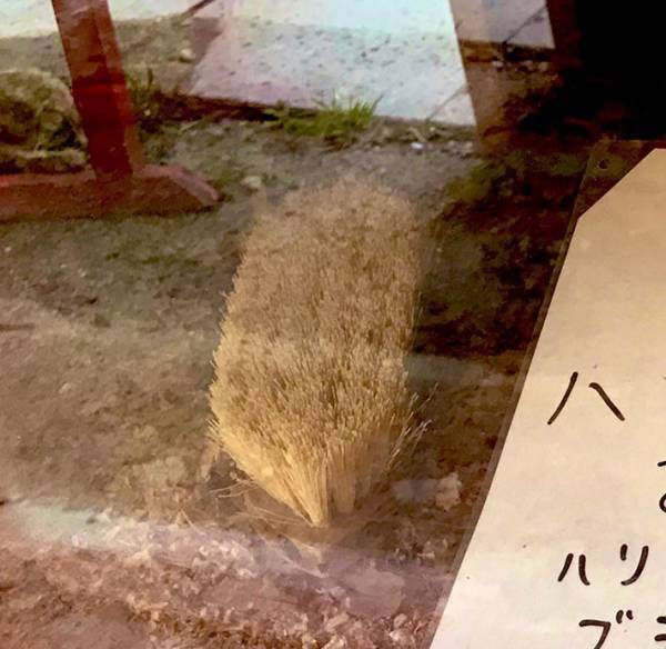 ハリネズミを見に行ったら…？　展示されていた『代役』に笑いが止まらない！