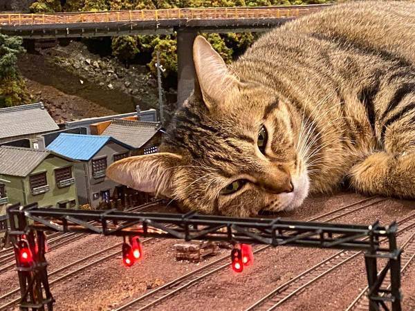 『巨大猫』で列車が運休に！？　最高の世界に「これは許す」「ゴジラみたい！」