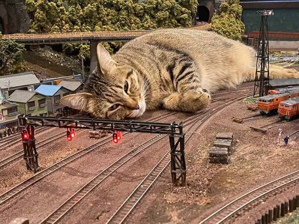 『巨大猫』で列車が運休に！？　最高の世界に「これは許す」「ゴジラみたい！」
