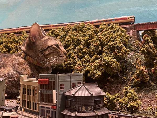 『巨大猫』で列車が運休に！？　最高の世界に「これは許す」「ゴジラみたい！」