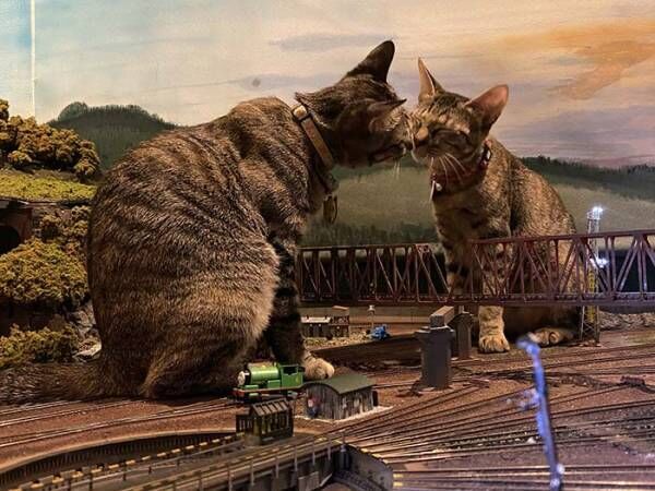 『巨大猫』で列車が運休に！？　最高の世界に「これは許す」「ゴジラみたい！」