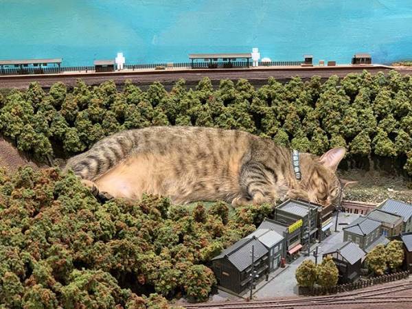『巨大猫』で列車が運休に！？　最高の世界に「これは許す」「ゴジラみたい！」