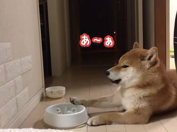 全身全霊で後悔の念を表現する柴犬　そんなことしても、無理なものは無理！