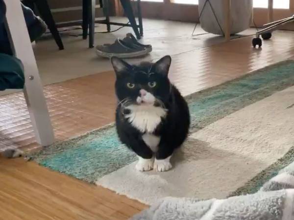 「ニャー」とは鳴かない猫！？　飼い主が撮影した動画に、８万人が悶絶