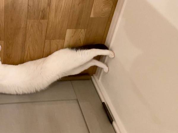 「忍者だ」「身体能力すごい」　天井に張り付く猫に驚き！　しかしよく見ると？