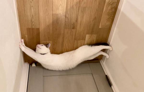 「忍者だ」「身体能力すごい」　天井に張り付く猫に驚き！　しかしよく見ると？