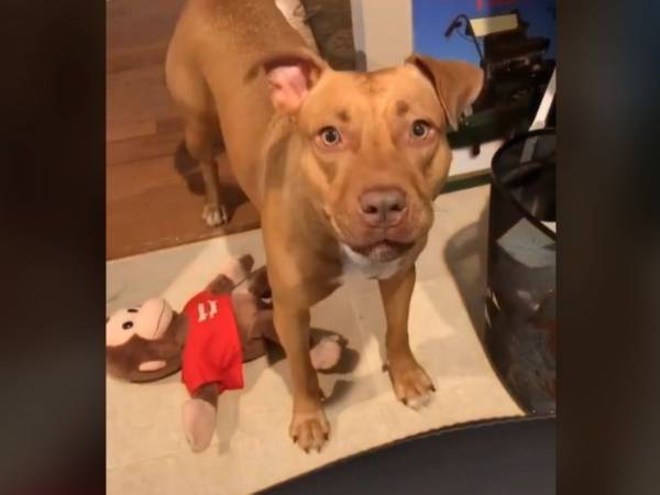 毎晩８時になると飼い主を呼びに来る犬　その理由に　「だから犬が好き」