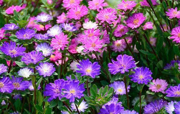 「知らなかった」　モスバーガーが、毎年３月１２日に配っているのは？